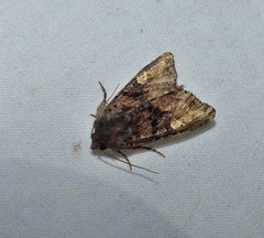 Euplexia benesimilis