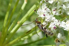 Grammoptera ruficornis