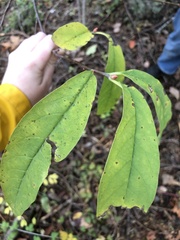 Oemleria cerasiformis