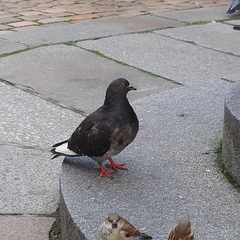 Columba livia domestica