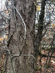 Oemleria cerasiformis