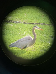 Ardea herodias