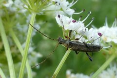 Grammoptera ruficornis