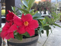 Mandevilla sanderi