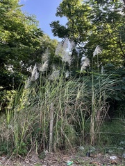 Saccharum spontaneum