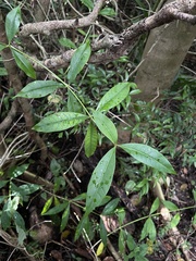 Allamanda cathartica