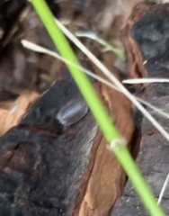 Porcellio dilatatus