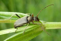 Grammoptera ruficornis