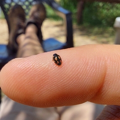 Hyperaspis festiva