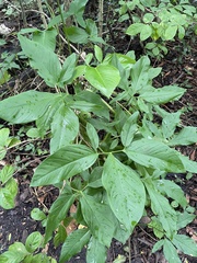 Syngonium podophyllum