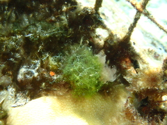 Ulvophyceae