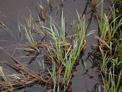Carex aquatilis