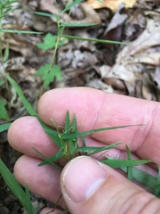 Dichanthelium dichotomum