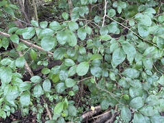 Casearia aculeata