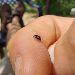 Hyperaspis festiva