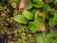 Leptarrhena pyrolifolia