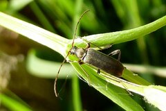 Grammoptera ruficornis