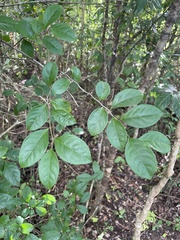 Casearia aculeata
