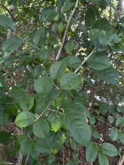 Casearia aculeata