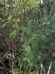 Casearia aculeata