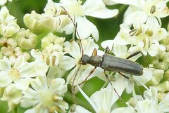 Grammoptera ruficornis