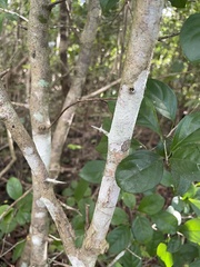Casearia aculeata