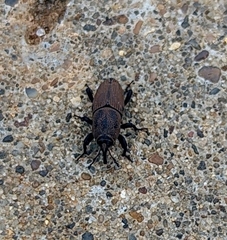 Sphenophorus coesifrons