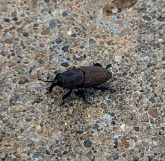 Sphenophorus coesifrons