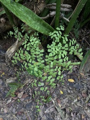 Adiantum tenerum