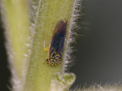 Dilobopterus costalimai