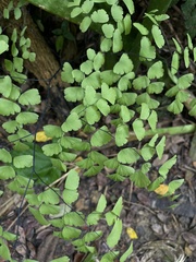 Adiantum tenerum