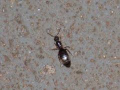 Brachymyrmex