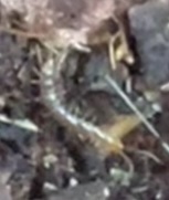 Lithobiomorpha