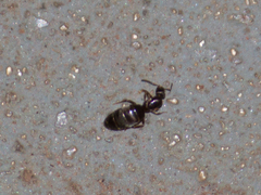 Brachymyrmex