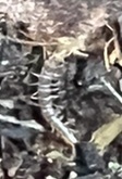 Lithobiomorpha