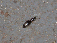 Brachymyrmex
