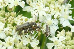 Grammoptera ruficornis