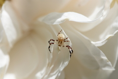 Zygometis xanthogaster