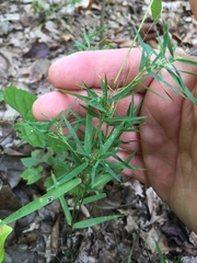 Dichanthelium dichotomum