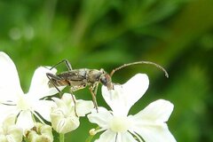 Grammoptera ruficornis