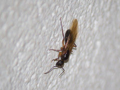 Camponotus