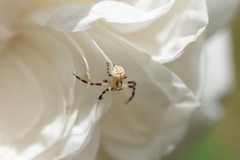 Zygometis xanthogaster