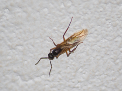 Camponotus