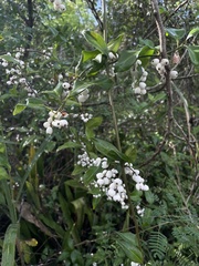 Chiococca alba