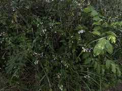 Chiococca alba