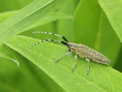 Agapanthia villosoviridescens