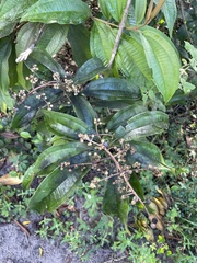Miconia prasina