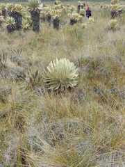 Espeletia hartwegiana