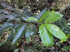 Ocotea leucoxylon