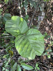 Stigmaphyllon floribundum